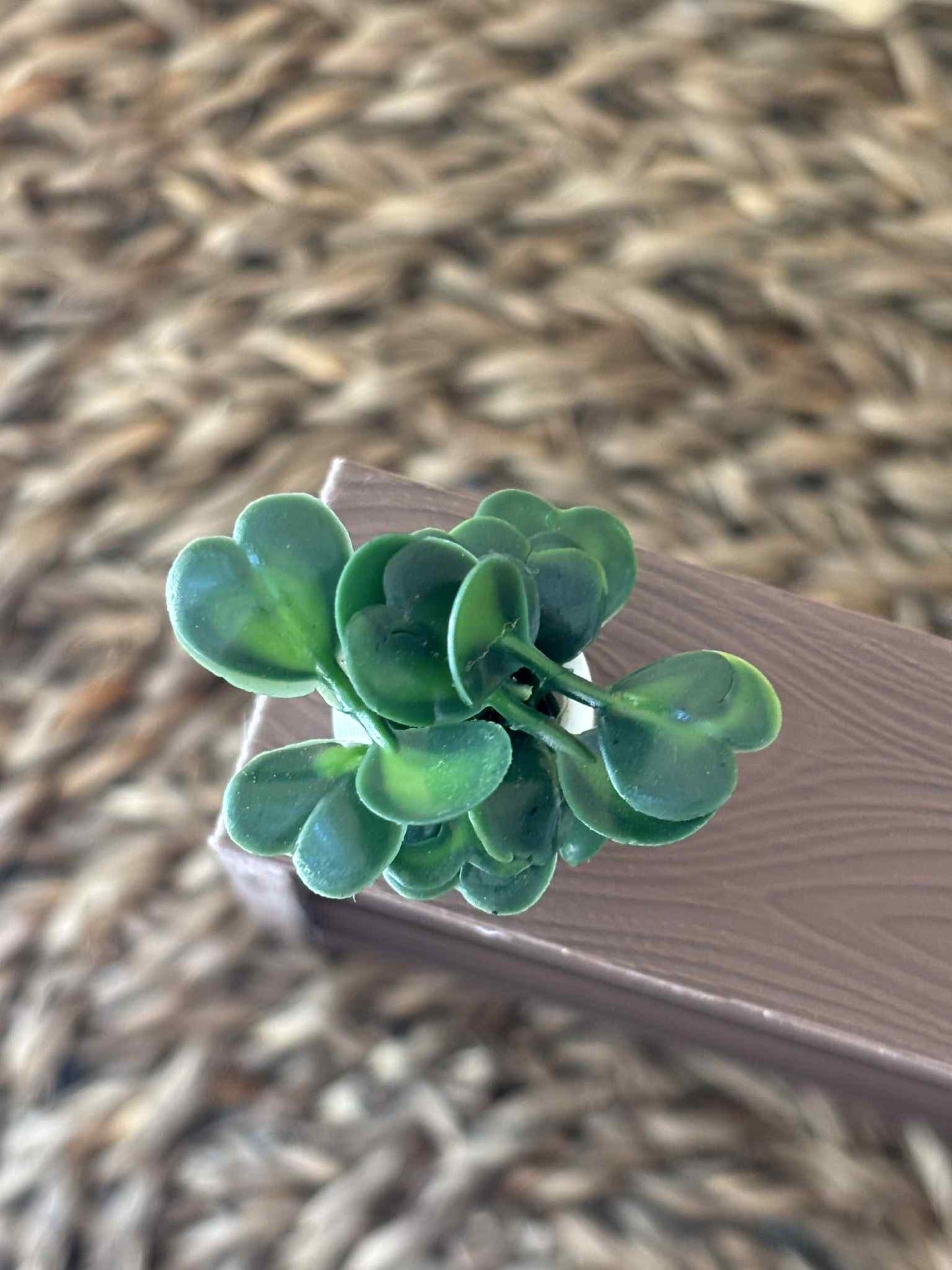 Mini bladplante til Miniatyr bokhylle