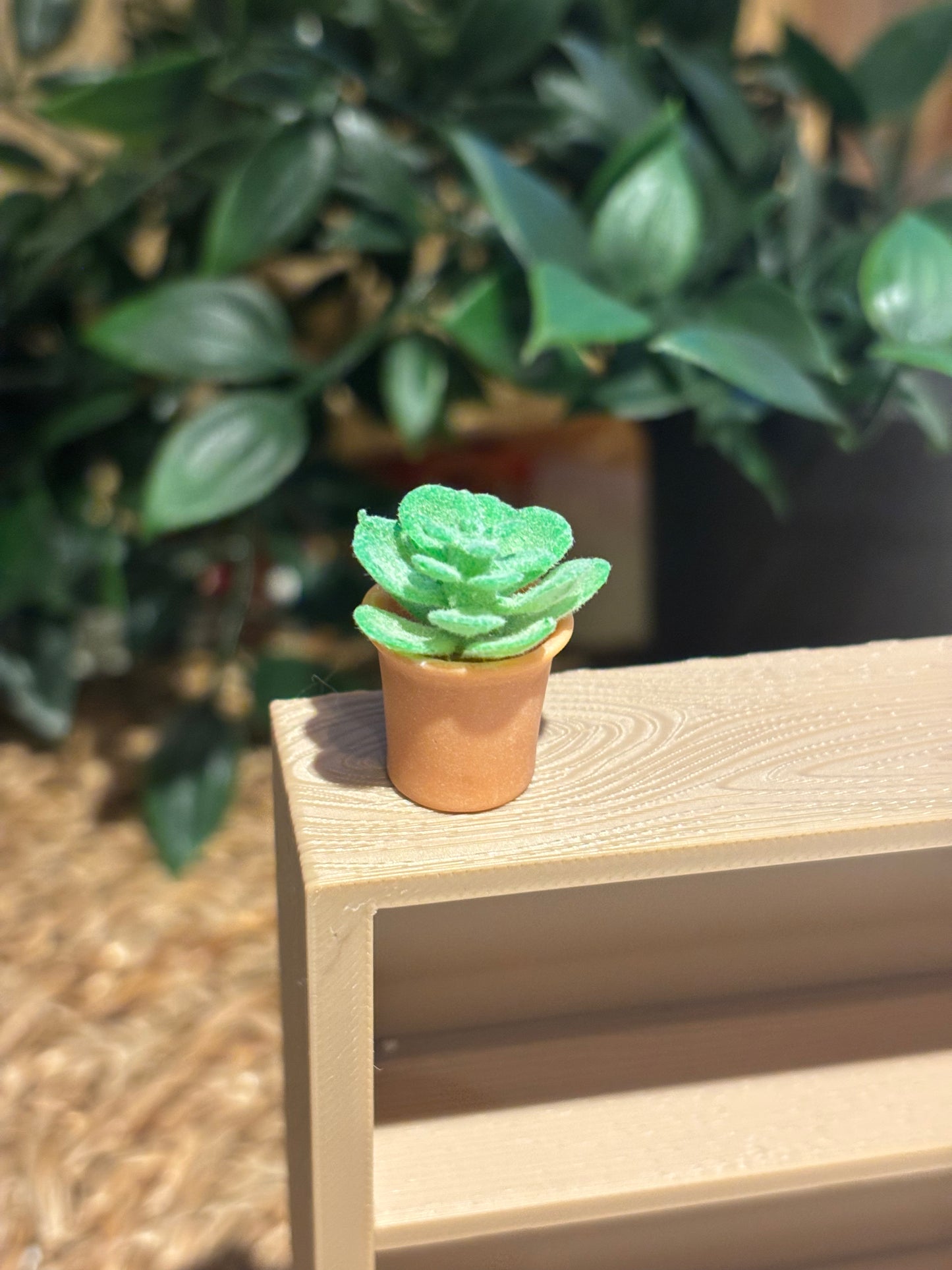 Mini Sukkulent til Miniatyr bokhylle