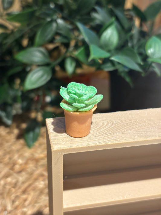 Mini Sukkulent til Miniatyr bokhylle