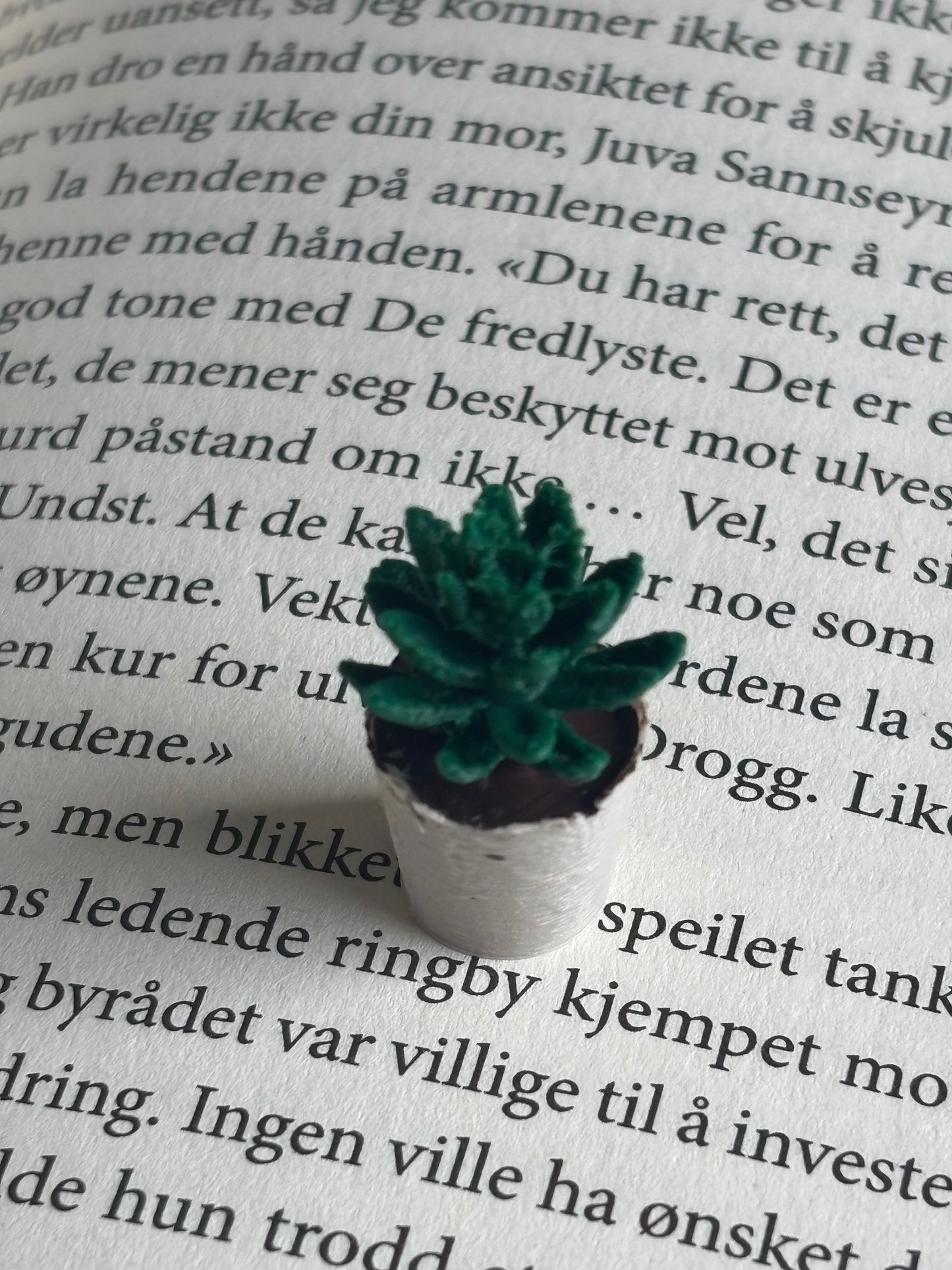 Mini Succulent til Miniatyr bokhylle